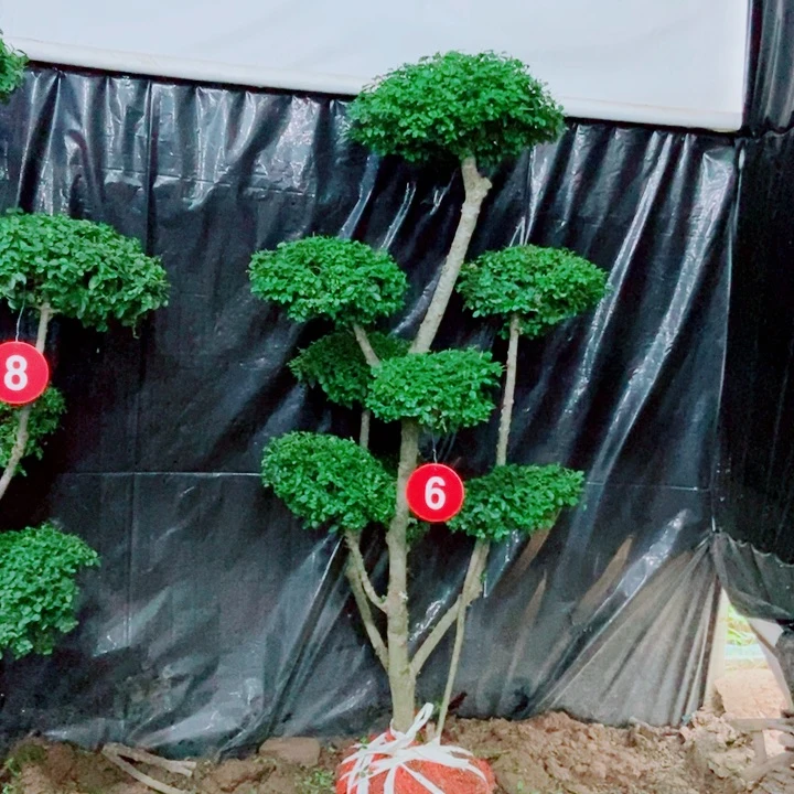 不开花植物一物一拍一物一拍