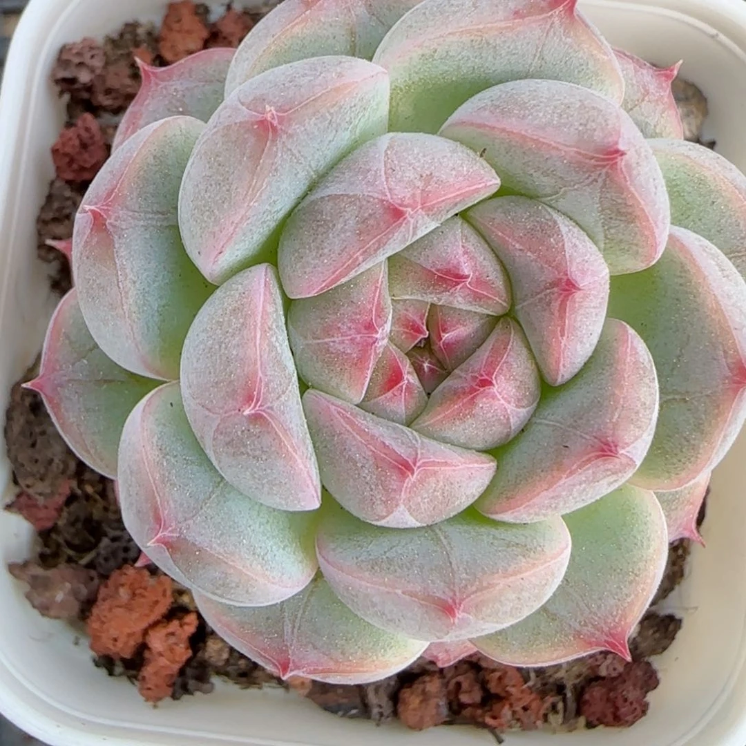 花语逸境0222-130