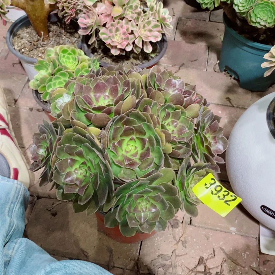万黑丛林多肉法师3932多肉法师