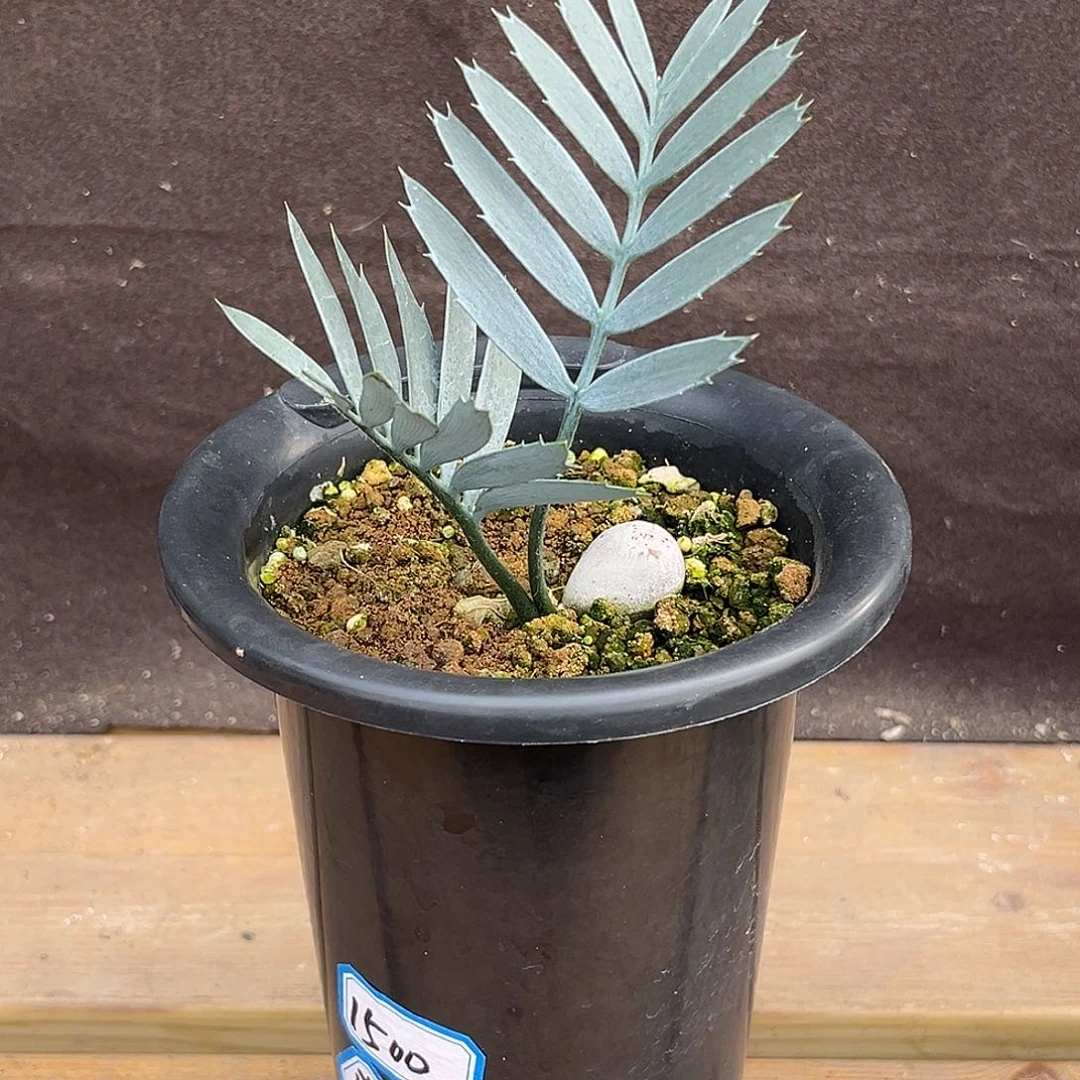 汤圆植物正版蓝棘铁