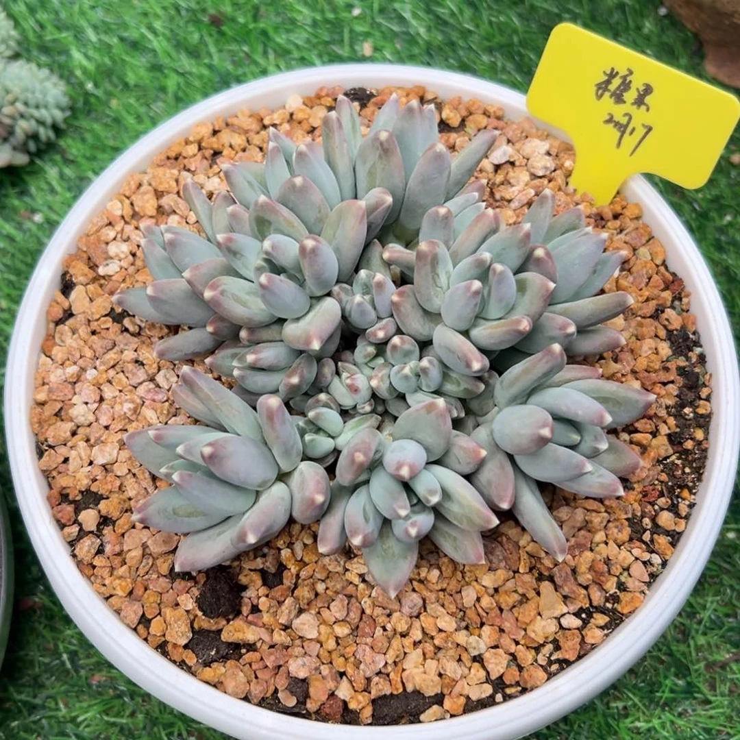 一物一拍链接，糖果，星空美人