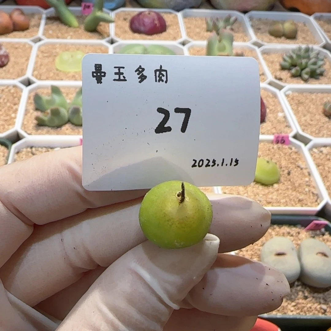 啊****呜多肉多肉多肉1.15-027