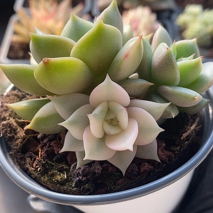 贝加尔湖锦腹轮多肉植物