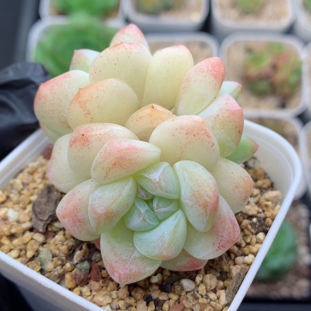 58包邮  群生不包整冰玉23
