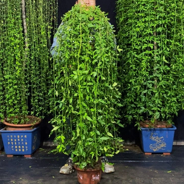 探春花，一物一拍，