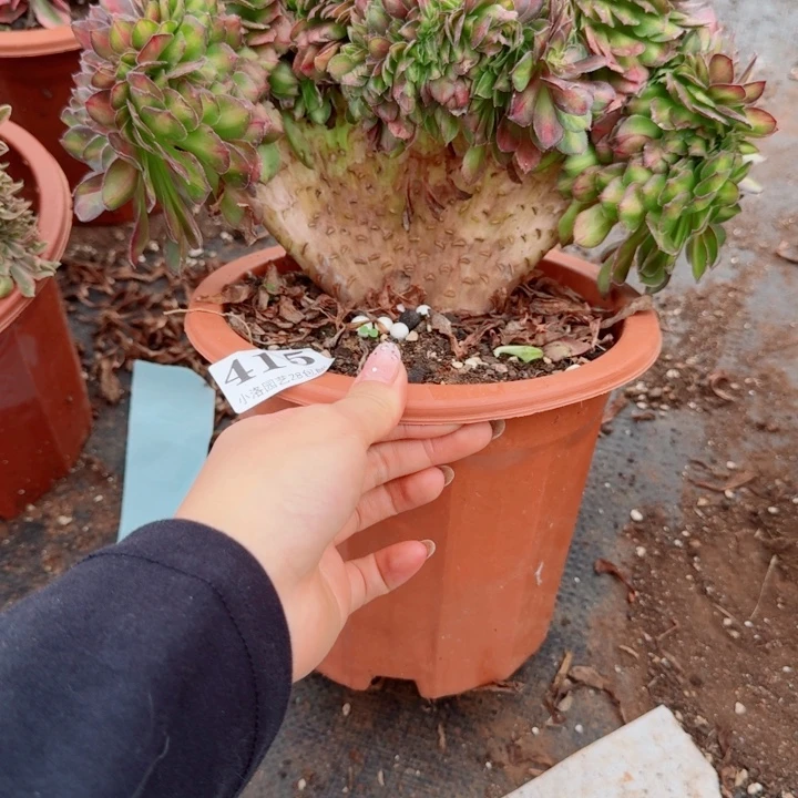 415抹茶缀化多肉植物满28包邮