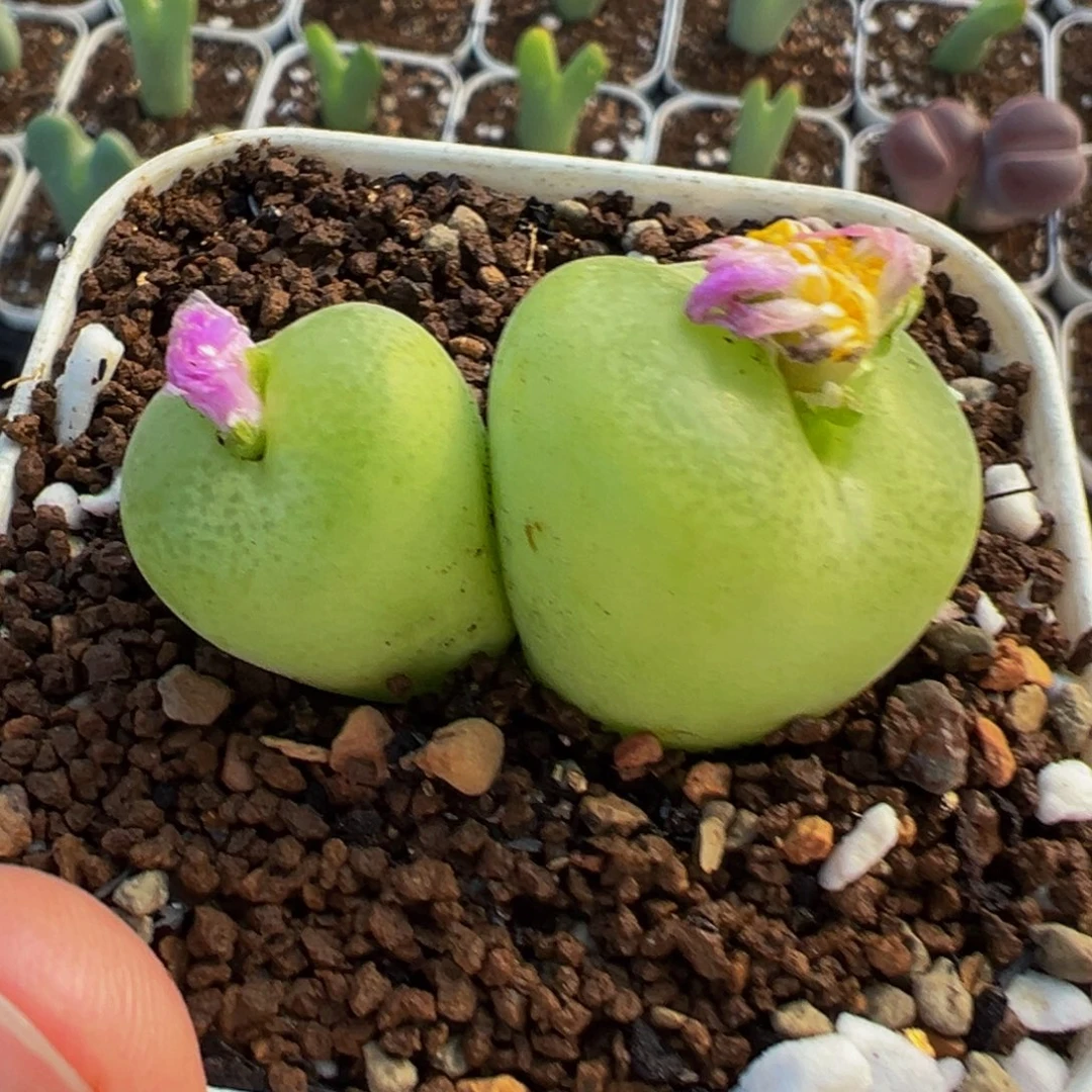 852多肉植物种类多样