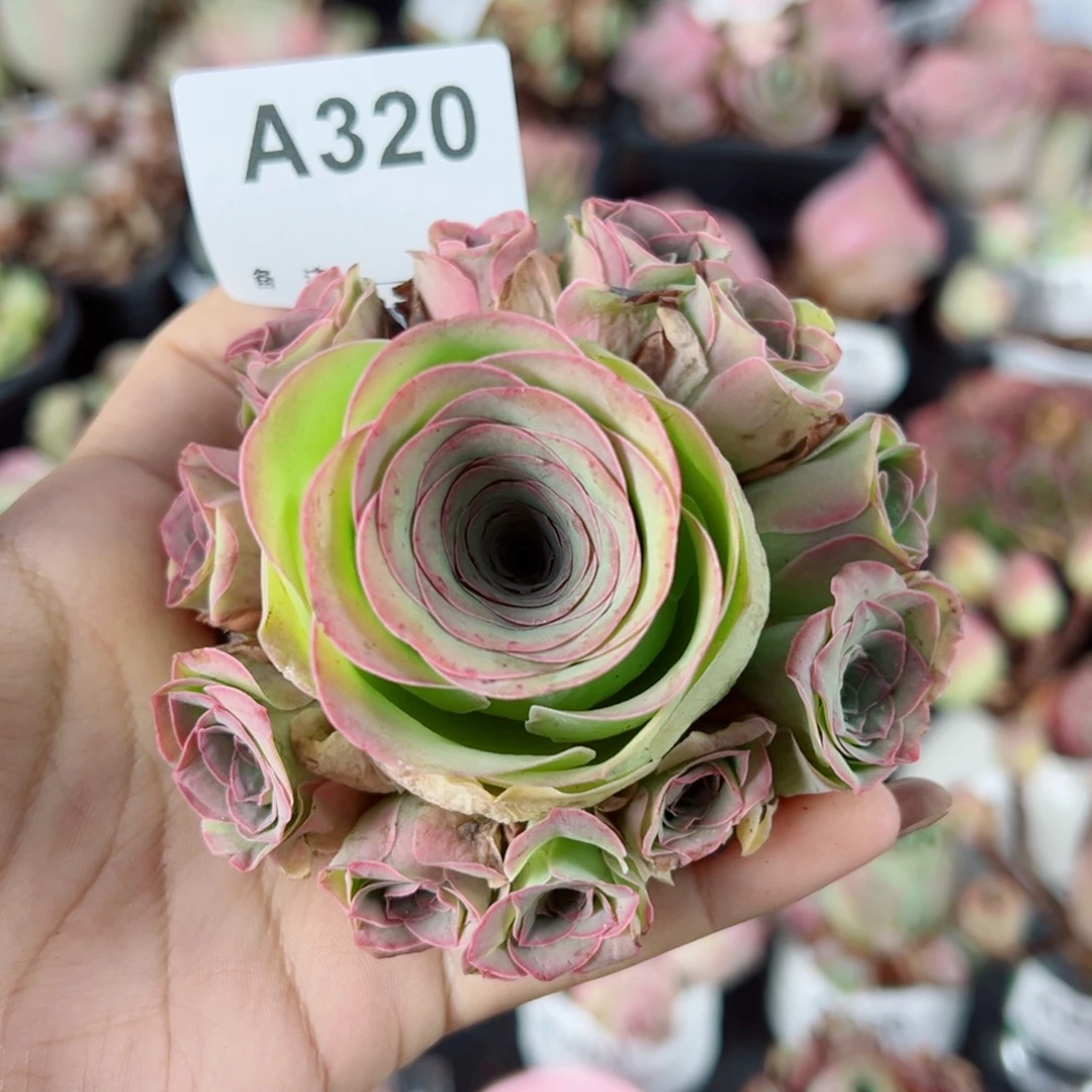320粉紫玫瑰手捧花。