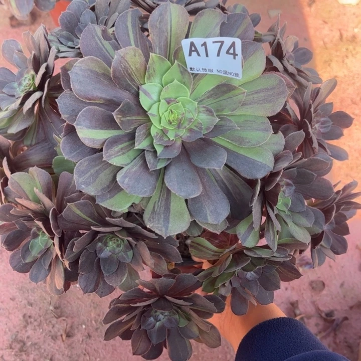 花月夜多肉植物174.