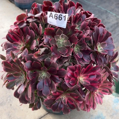 661金丝雀35厘米左右