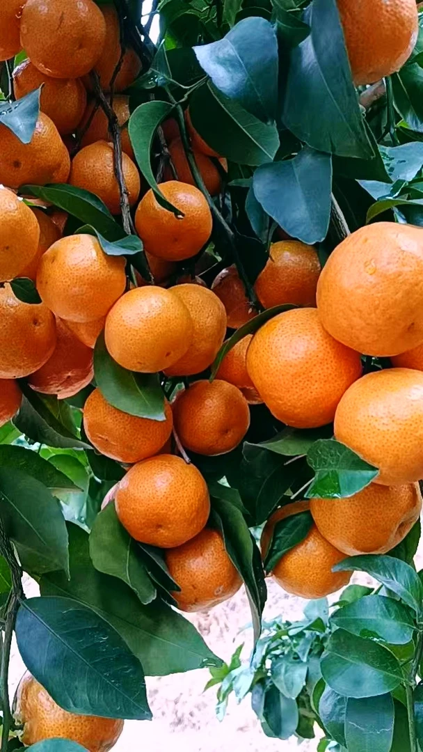 广西正宗砂糖橘现摘现发新鲜爽口甜度达到18至19汁多蜜甜入口即