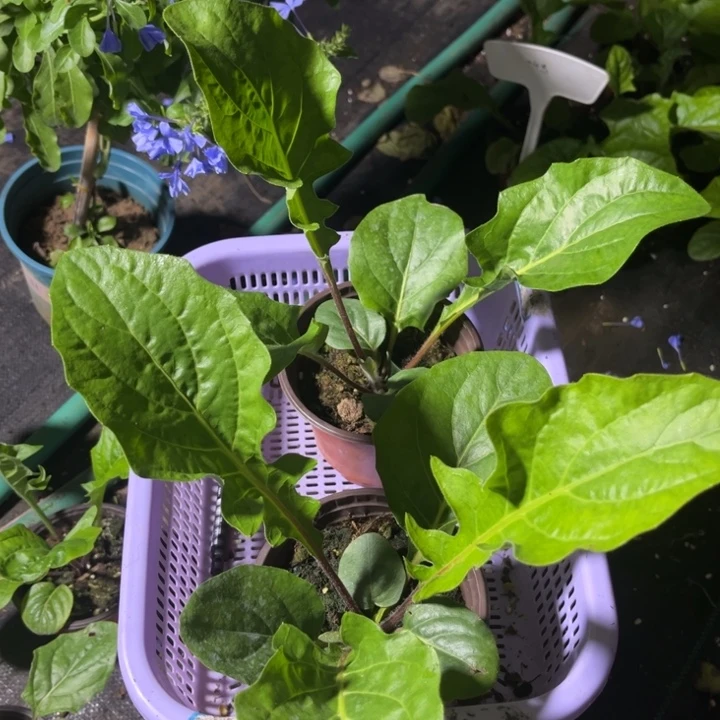 无花朵福利少女两棵