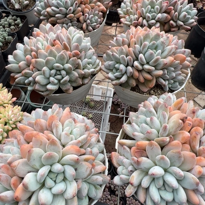 新疆包邮 香水群