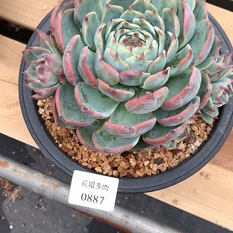 松***子0887一颗888888888888