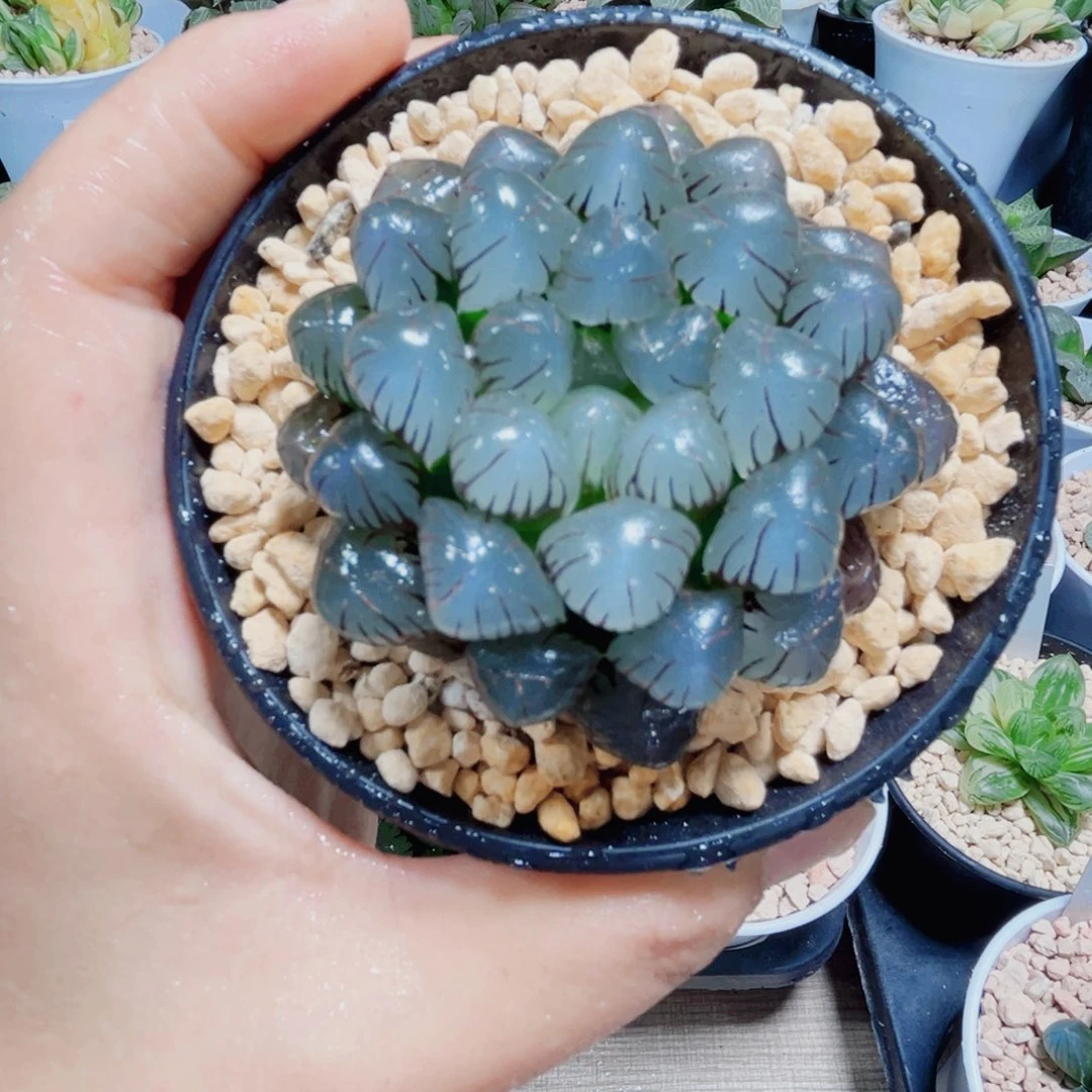 孔明灯多肉植物6666