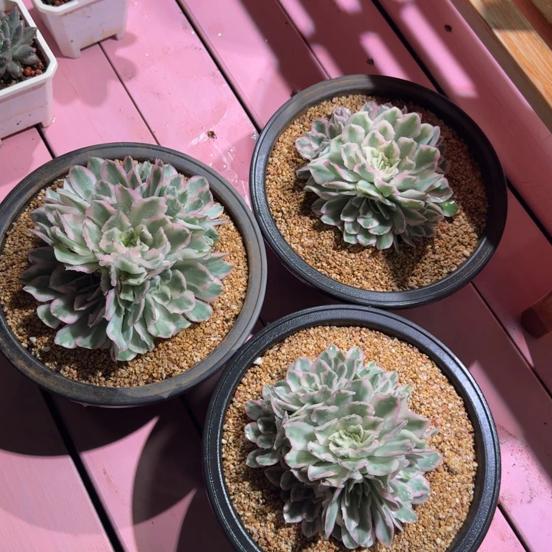紫蝴蝶锦无砍手捧群随机一颗