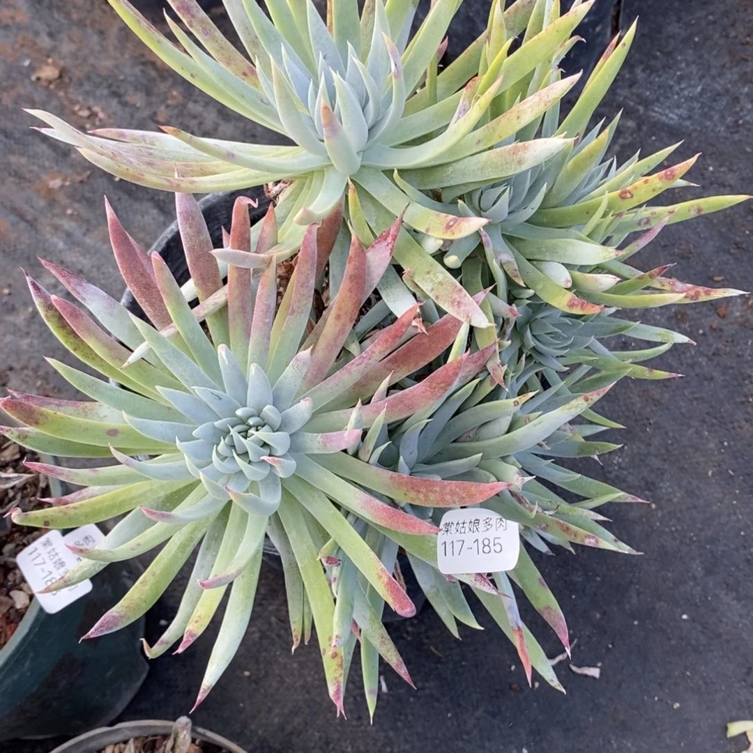 185号雪奴大群粗腿子