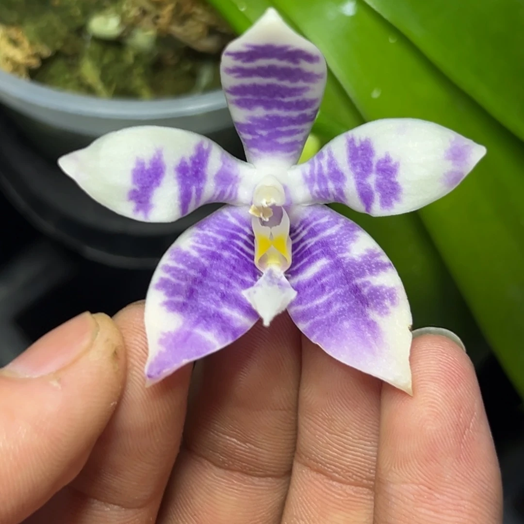 完全开放l386三寸ys1180