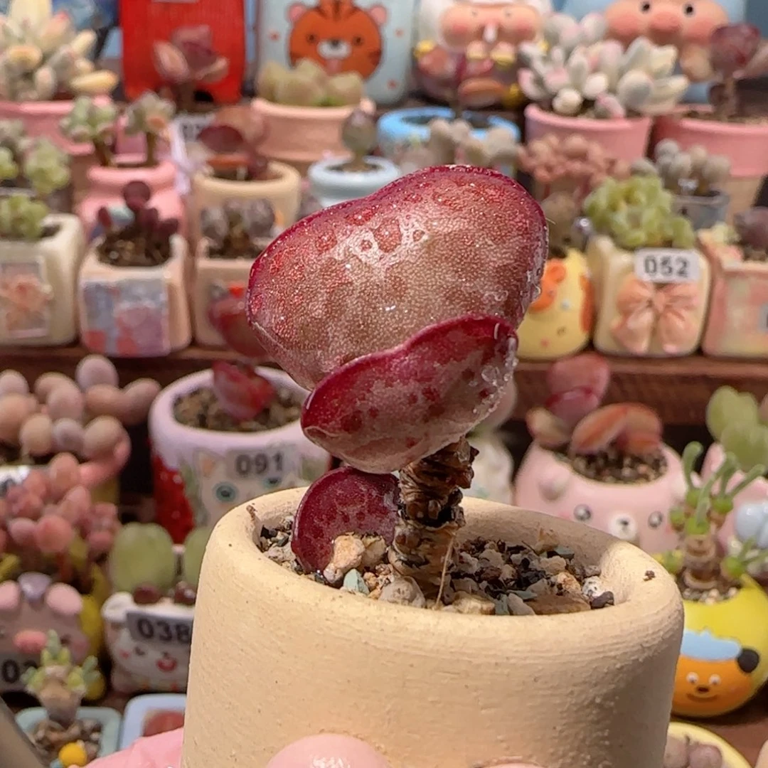 T爱心水泡带侧芽盆口2.5cm