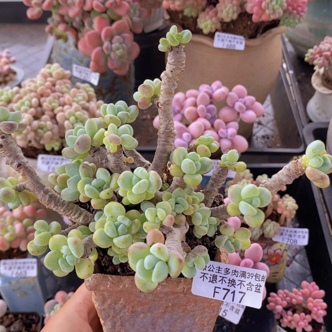 劳尔老桩13cm717多肉植物