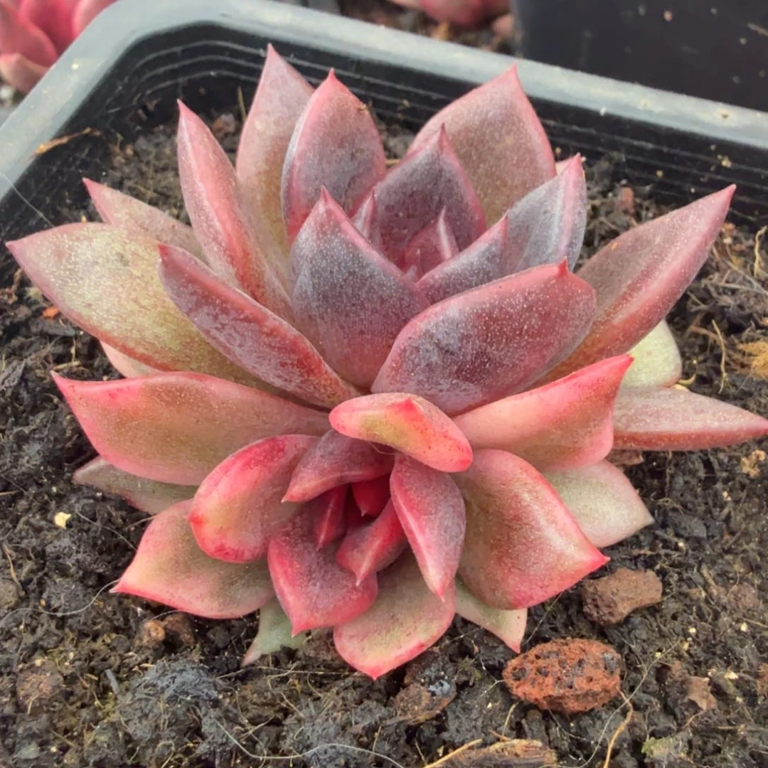 火焰山锦腹轮锦一颗