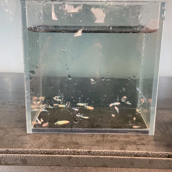 斗鱼包活不包损所见即所得142