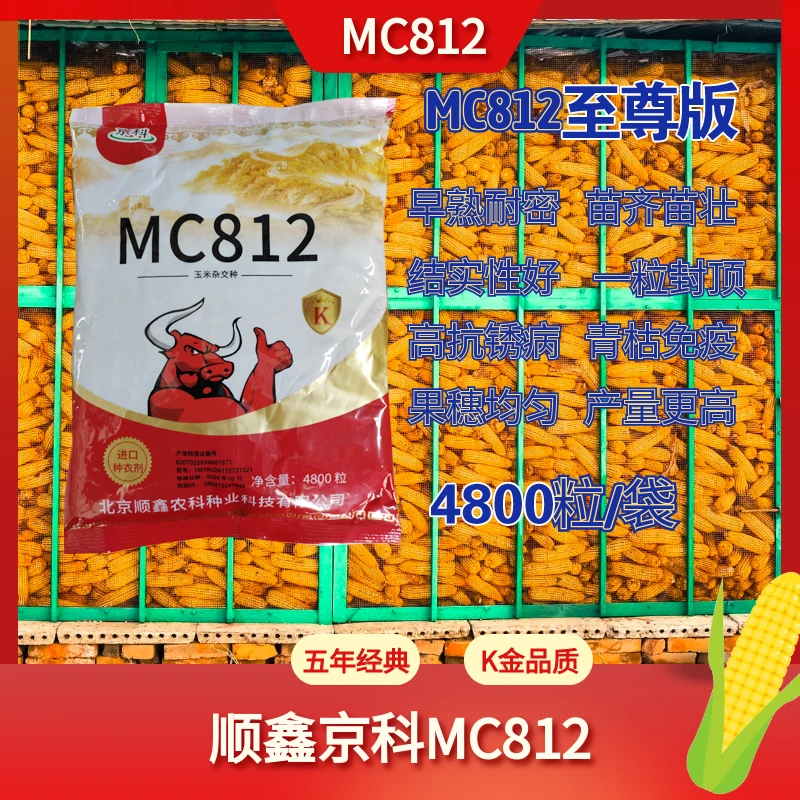 【MC812】高产玉米种子 春夏两播 顺鑫812至尊版