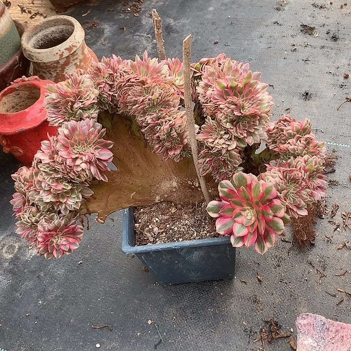 倾城缀化脱土发货啊，