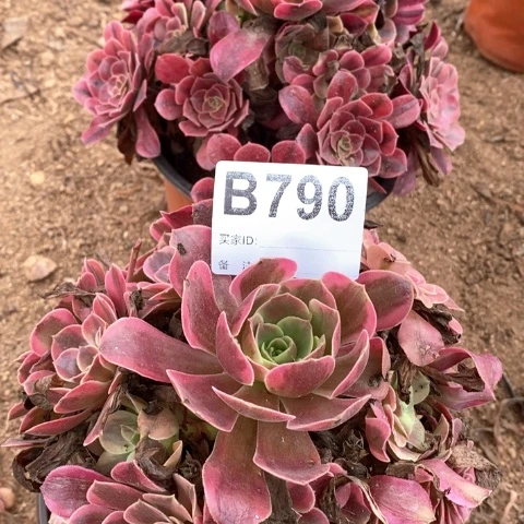 凤冠美杜莎法师多肉植物790