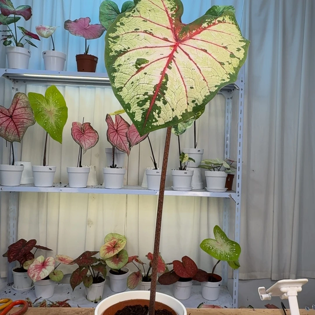 无花朵苹果花   0621
