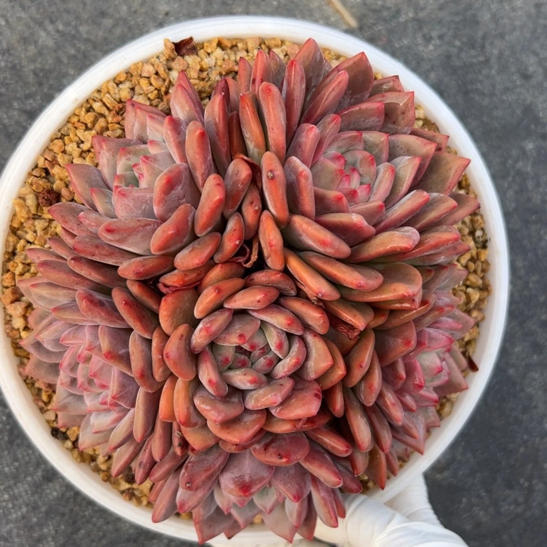****l艾丽儿群生多肉植物