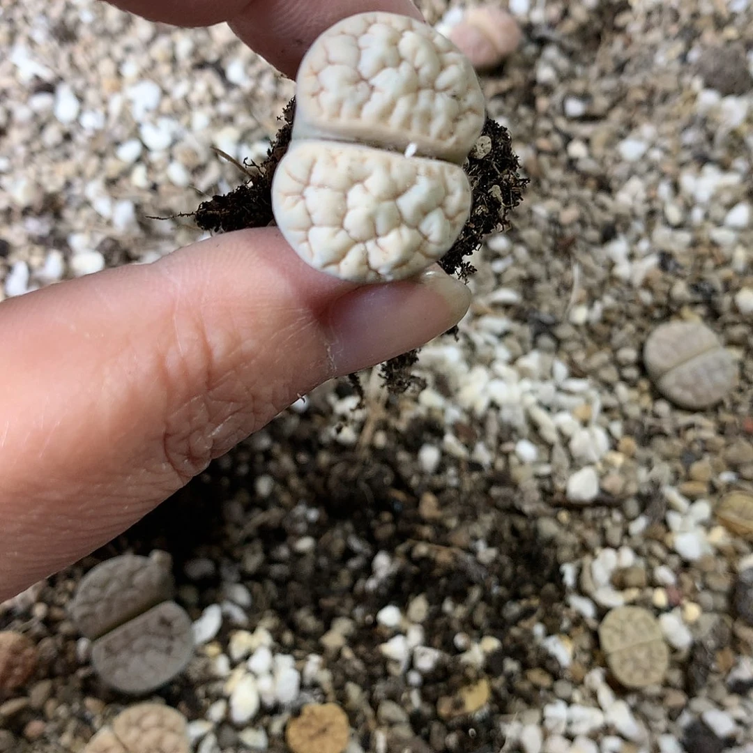 浅***雨E134多肉植物保护研究所