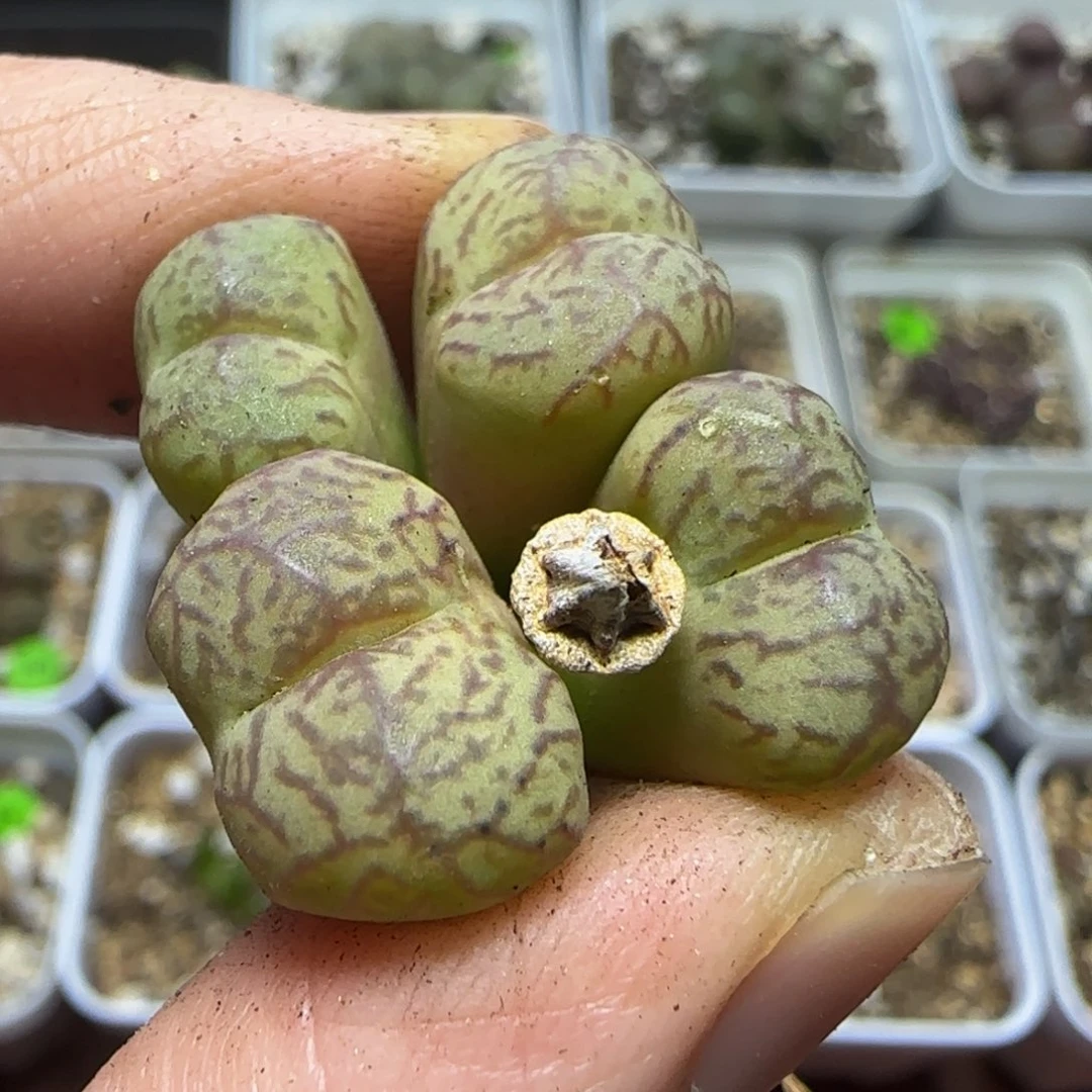 杂交漂亮多肉植物27