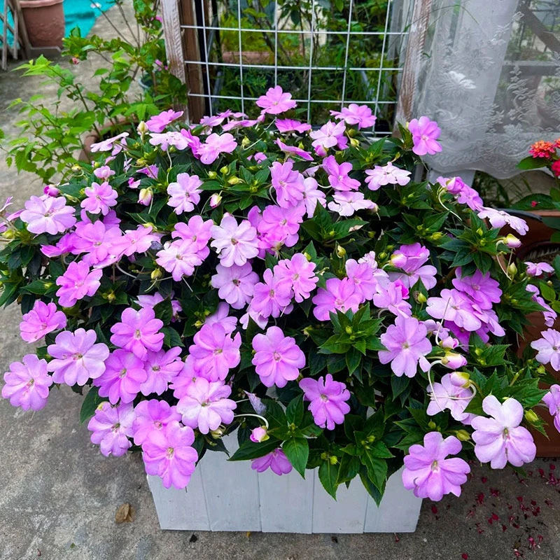 新几内亚大花凤仙 阳台庭院耐热多花多季节开耐热耐寒抗病性