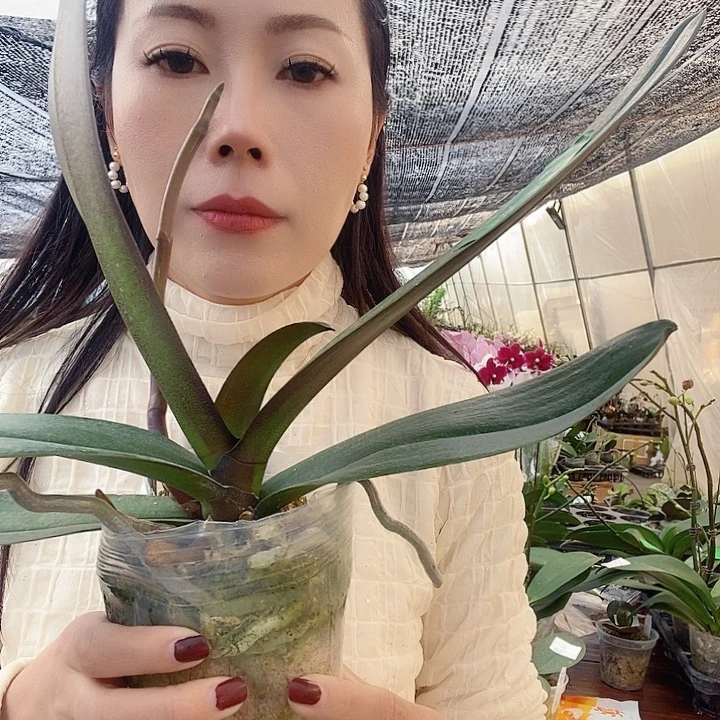 无花朵大吉大利蝴蝶兰