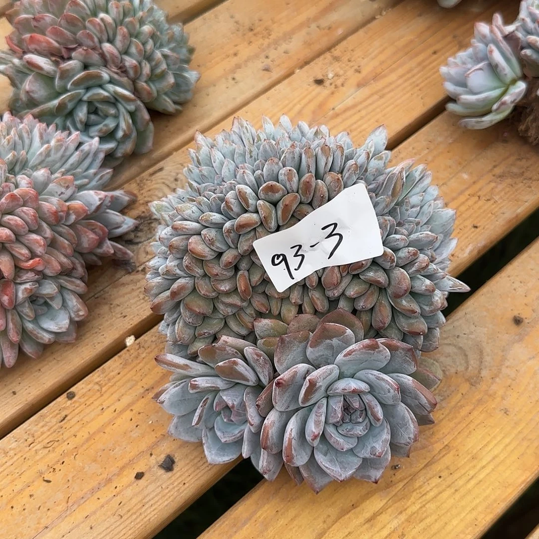 沉***693-3橙子缀多肉植物