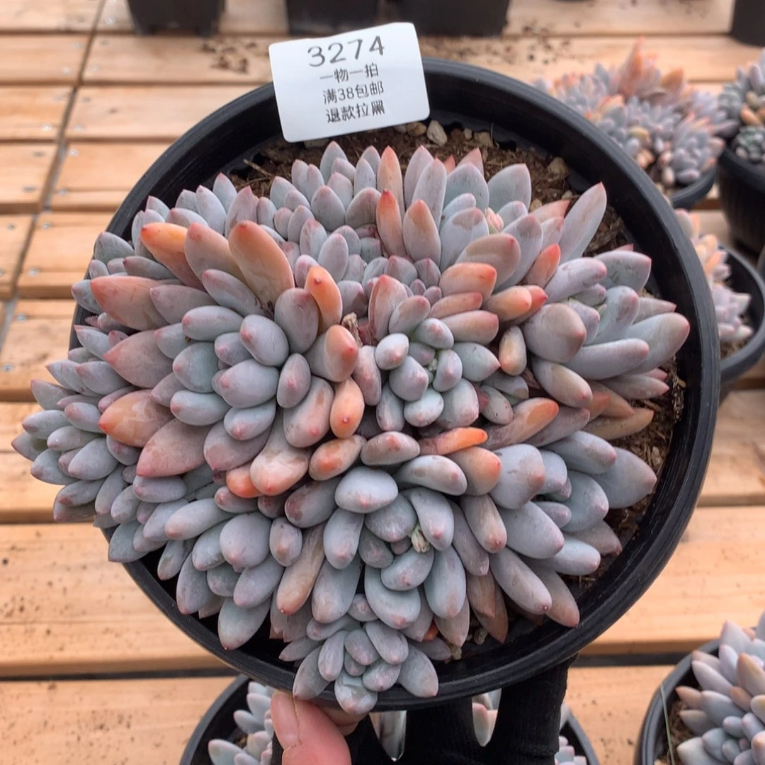 16厘米16头香水多肉3274