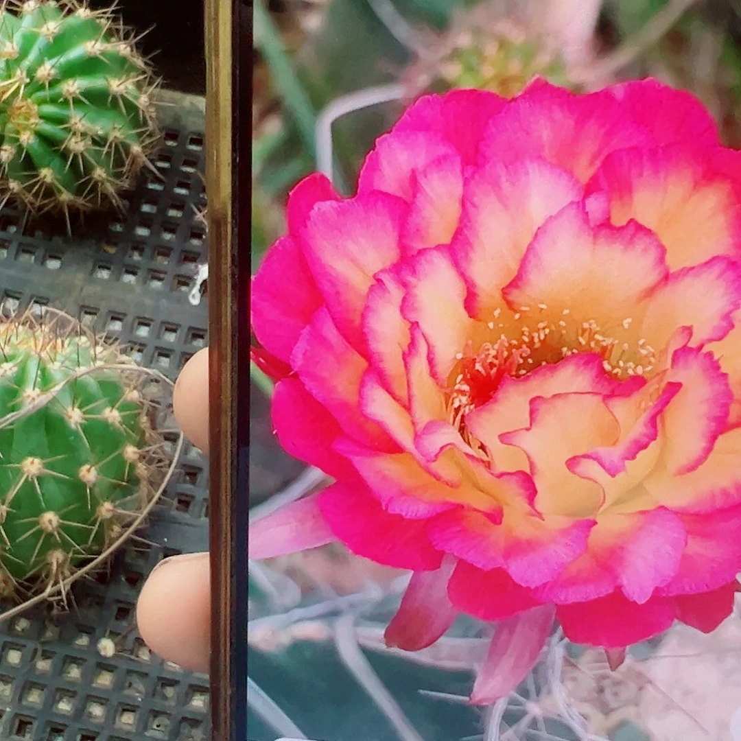毛花柱 苏乞儿 侧芽 满20包邮