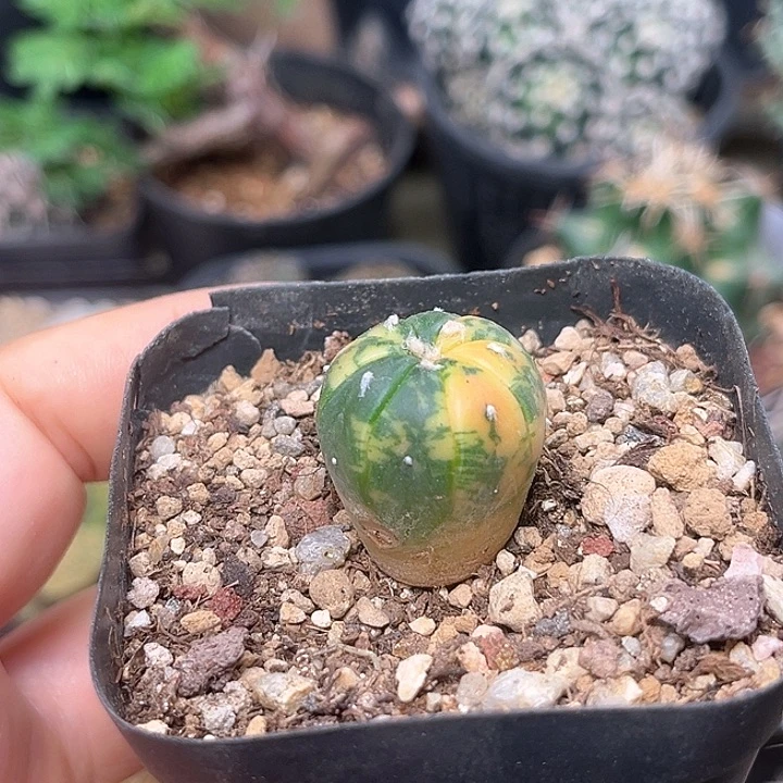 无花朵兜锦实生微瑕