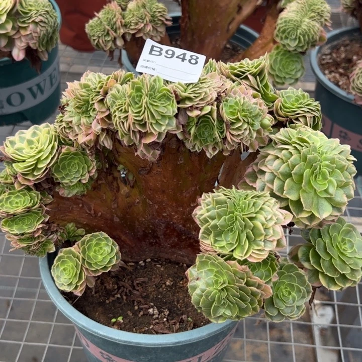 948荔枝缀化25厘米左右