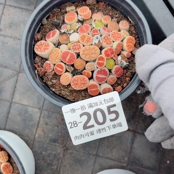 生石花多肉无盆土发货无盆