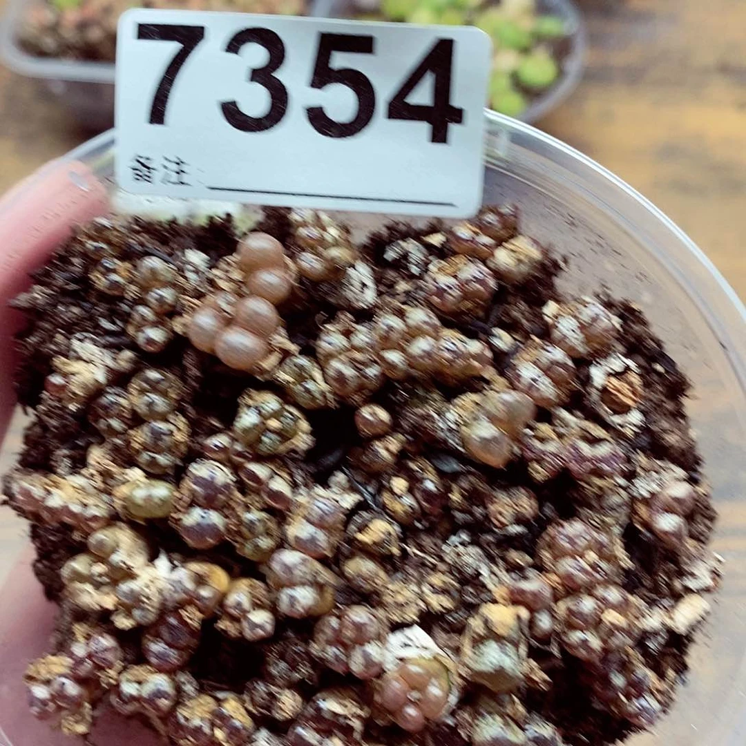 7354勋章啦啊啦感谢