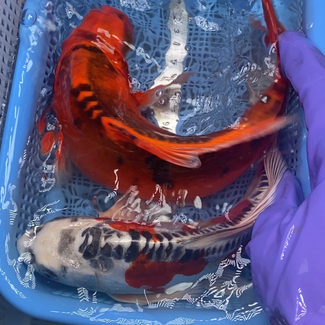 锦鲤冷水锦鲤包邮