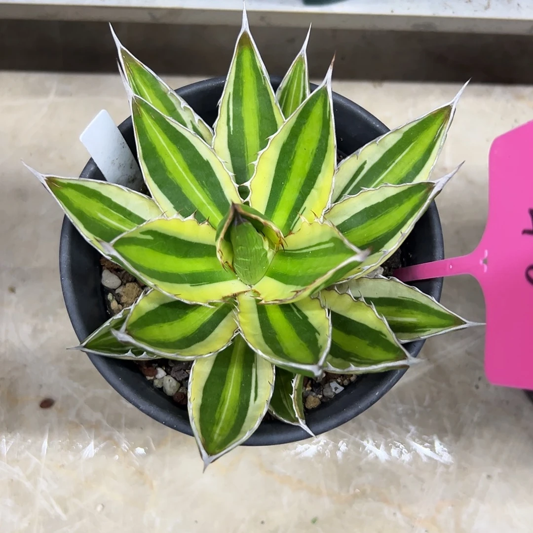 五色万代一物一拍偏远不包邮不退不换