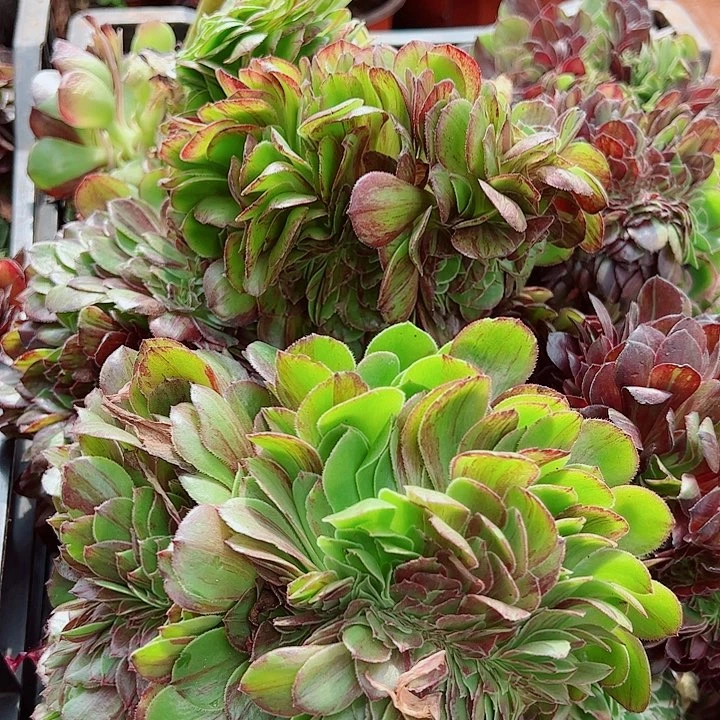 花月夜缀多肉植物大战