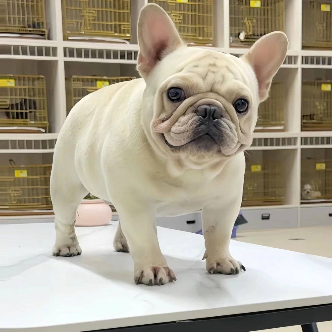 法牛法国斗牛犬奶油法斗奶油法牛蓝牛黑生红牛法斗小法斗小法牛