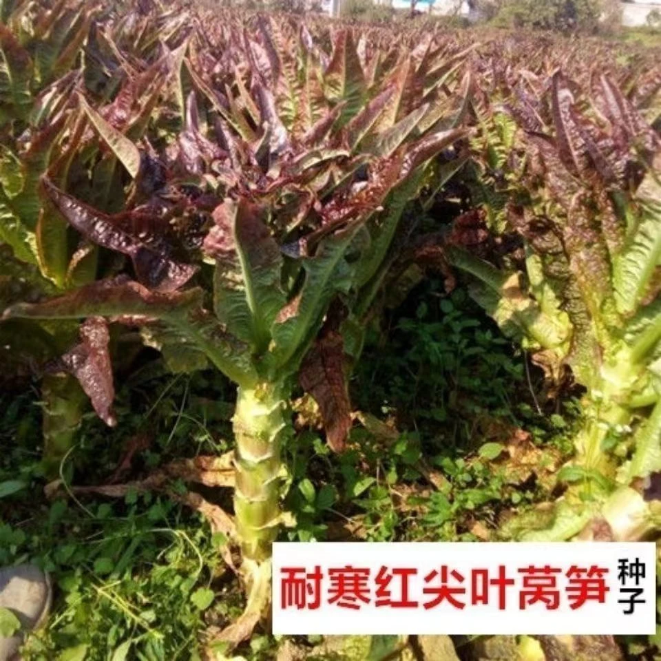 浓香红尖叶莴笋种子红莴苣籽紫红色四季露天蔬菜抗寒