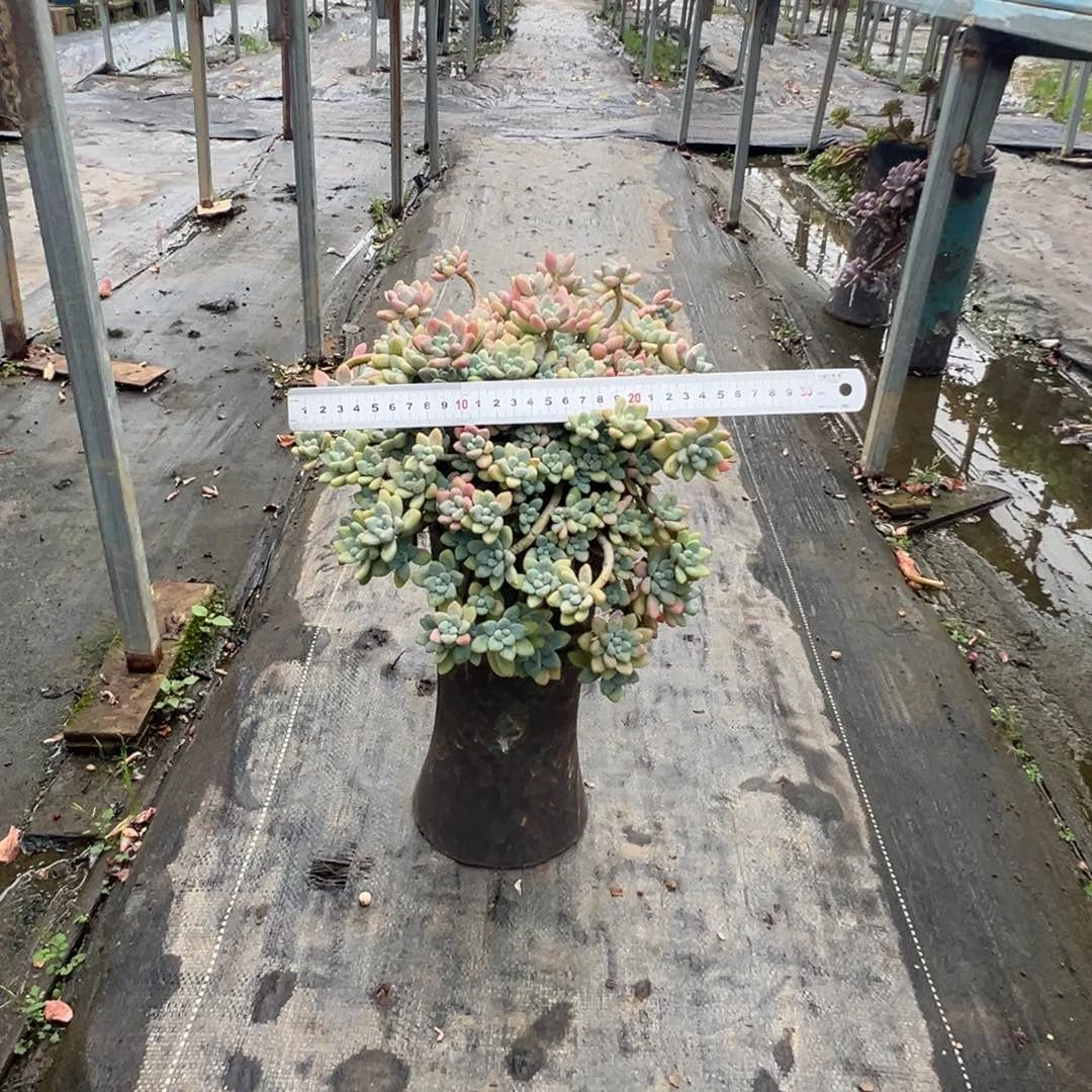 精品雪酪蛋糕妖桩加盆 物流费到付