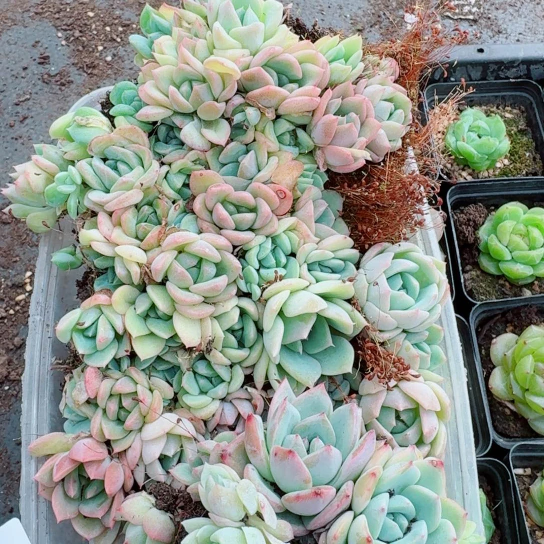 珍妮切糕一份量拍14-2