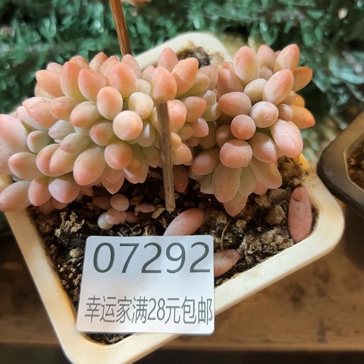 幸运的是我还在努力地
